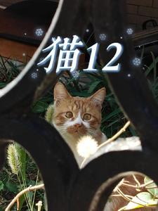 猫12生肖